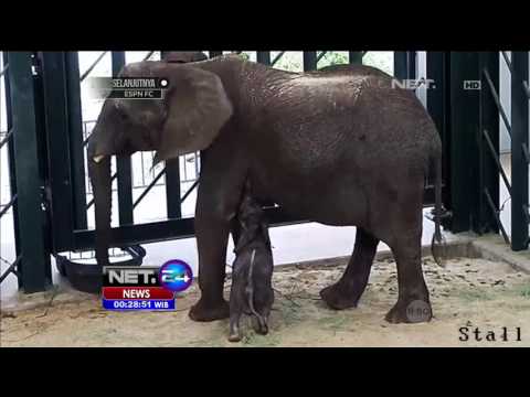 Video: Ruperta Yang Kurang Gizi, Gajah Di Kebun Binatang Venezuela