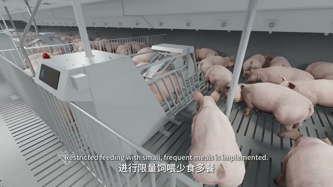 Nanshang Agri-Tech | Smart Gestation Feeding System for Sows