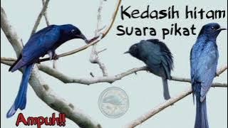 suara pikat burung kedasih hitam/drongo cuckoo bird