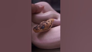 What a Ball python going into shed looks like #ballpython #animals #snake #viral #reptiles #shorts