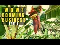 (PART 2) How to Produce Premium Quality Banana | Potential Business Idea for OFW | Jingle and Jam TV