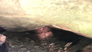 Coastal Carpet Python