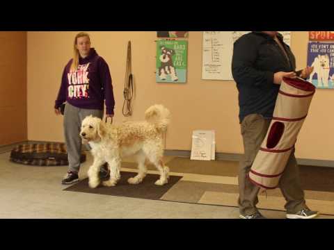Dog Who Serve- How to Evaluate a Potential Service Dog- Finding the Right Dog for Work