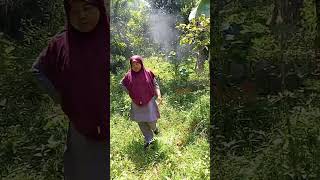 🥥🌳"Ini Baru Kebun Durian Legend! Pokok Cantik, Buah Lebat, Awek Pun Lalu Tengok 😎" #fyp