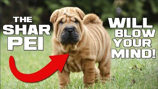 Peasant of the Han Dynasty  Chinese Shar Pei  Animal a Day