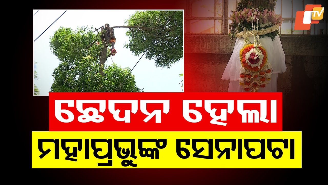 Baula Tree Felled for Senapata of Mahaprabhu After Yajna and Sankirtan in Bhubaneswar