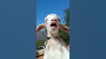 Thumbnail of Goats are so funny they laugh #goat #goat #mbek