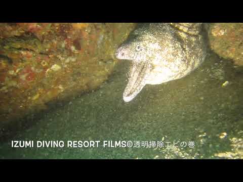 透明掃除エビがウツボを体じゅう掃除しています Youtube 透明掃除エビがウツボを体じゅう掃除しています Youtube