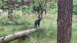 Caspian a Russian blue cat in the woods by TheUltimateFIASCO 551 views 2 years ago 1 minute, 48 seconds