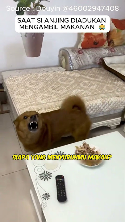Seekor anjing lucu dan majikan jail #shorts #viral #anjinglucu #hewanlucu #lucu #tawa #ngakak #jahil