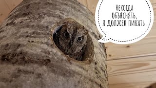 What were the new owls called? The owl scops got another house and names