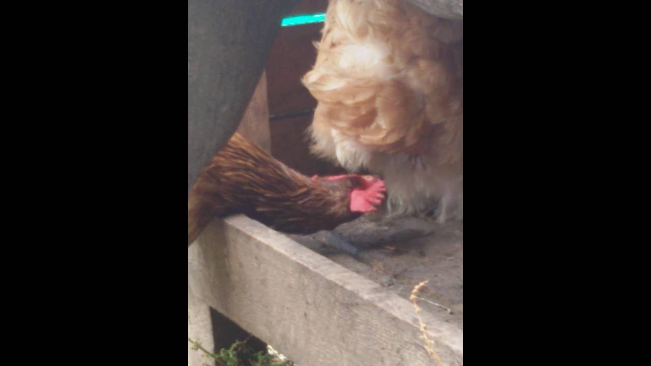 Huhn legt ein Ei - YouTube