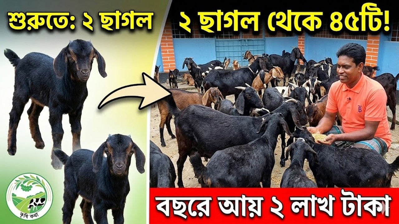মাত্র ২টি ছাগল থেকে ৪৫টি! বছরে আয় ২ লাখ টাকা | ব্ল্যাক বেঙ্গল ছাগল পালন | Goat Farming BD