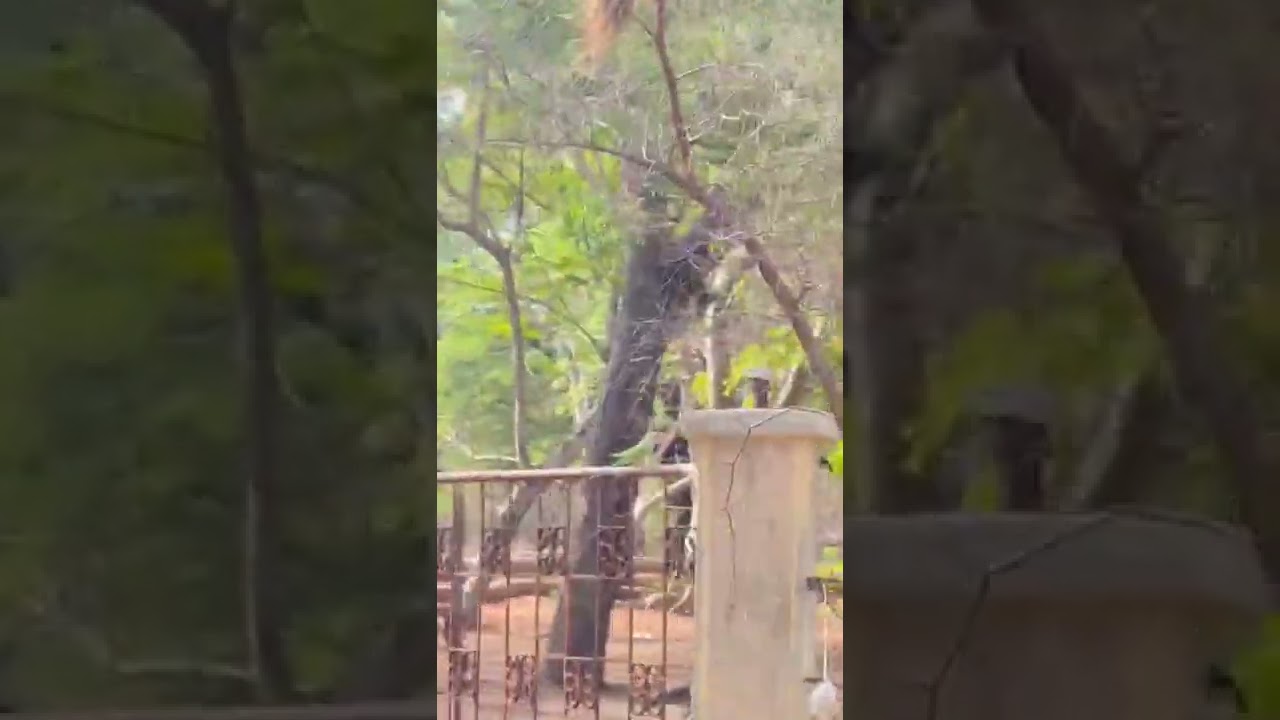 "I get a lot of stray everything, but never a stray peacock."❤😍😘