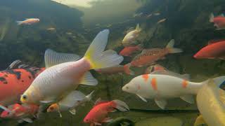 Can Koi survive under the ice?