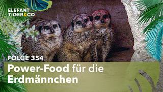 Jörg Gräsers Super-Food (Folge 354) | Elefant, Tiger & Co. | MDR