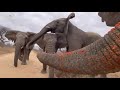 An Amazing Elephant Greeting as Adine Meets up with the Herd