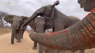 An Amazing Elephant Greeting as Adine Meets up with the Herd