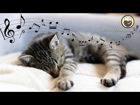 Kediler için Müzik - Kedilerin Sevdiği Sesler, Arp Müziği ve Su Sesleri