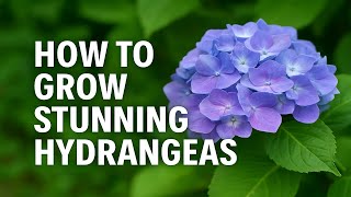 How to Grow Stunning Hydrangeas | Tips, Products & Secrets for Beautiful Blooms