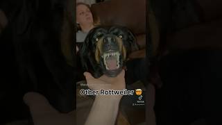 Wait for my Rottweiler aggression🤯 #rottweilerthebruzzo9212 #rottweiler #dog #shorts