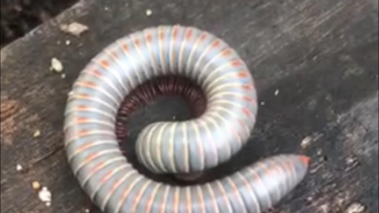 Animals with many legs​ 