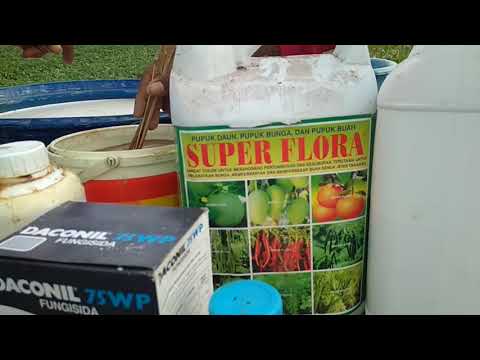 Video: Singkirkan Embun Tepung Pada Tanaman