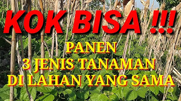 Cara Menanam 3 Jenis Tanaman dan Panennya Serentak Di Lahan Tadah Hujan