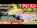 【OYA児LIVE】新しいアピスト&海水魚が仲間入！OYA児BASEリビングの多段循環式オーバーフロー水槽とMBAにニモ追加導入作業雑談LIVE／カクレクマノミ、アドケタ 【APMS】20200409