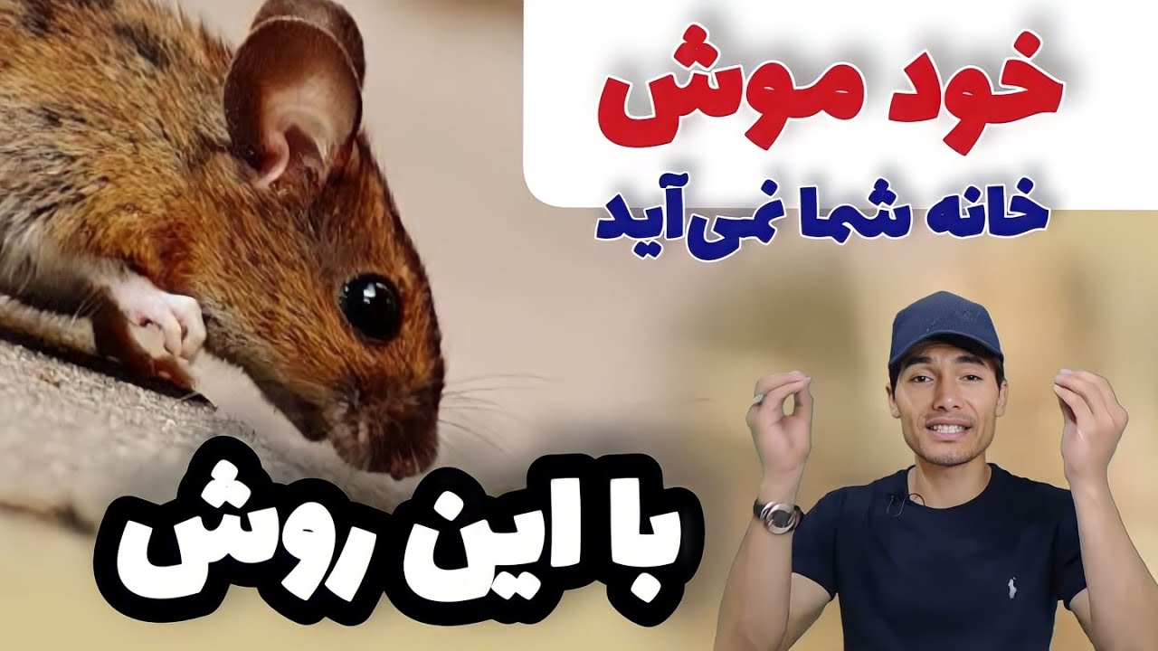 با این کار موش ها اصلا خانه شما  نمی‌آید | بهترین روش کنترل موش در خانه