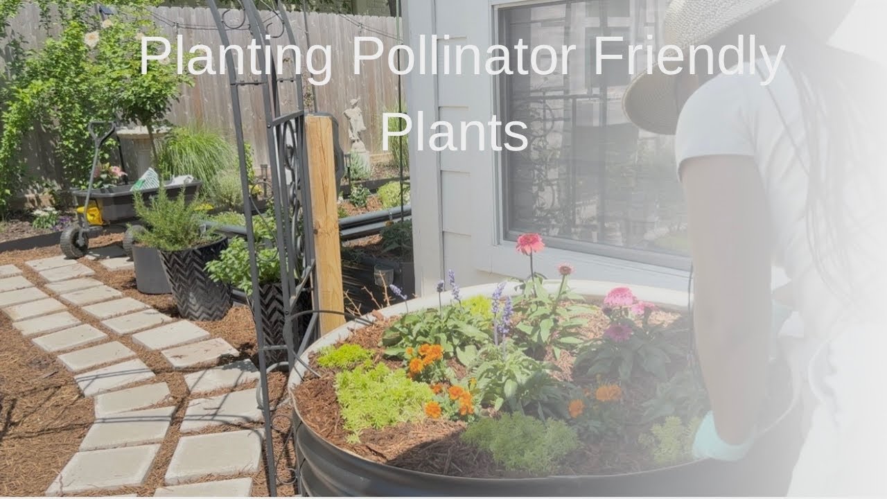 Planting Salvia|Sedum|Echinacea￼|Pollinator Friendly Container