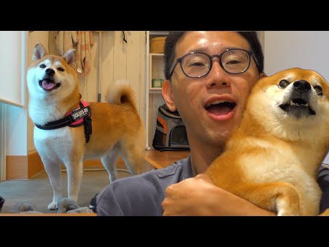 アメとキミとフリップタイプ　　入札しない『いいね』は気持ちワルい...by犬 Is there something strange about my Shiba Inu? After the