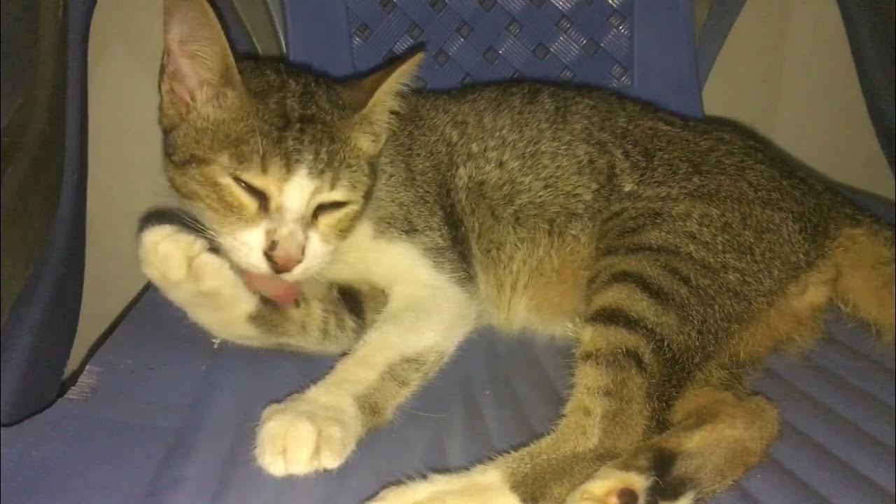 This is how kittens clean themselves every day YouTube