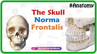 Anatomy Of The Skull Norma Frontalis