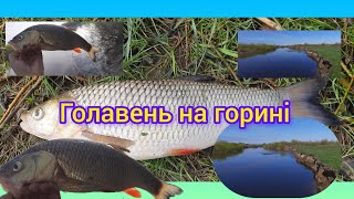 закидачи на горині🎣 #ukraine#рибалочка #fishing#top#fish#горинь#голавель