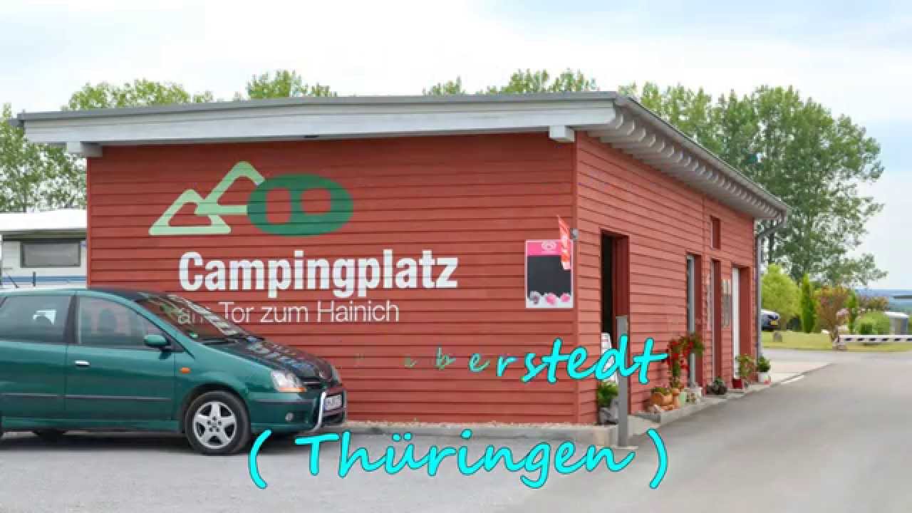 camper tree Camphor Tree for Sale | Cinnamomum camphora