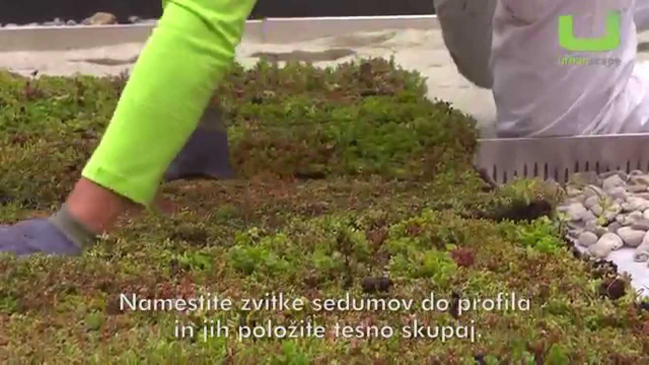 Urbanscape - izvedba zelene strehe