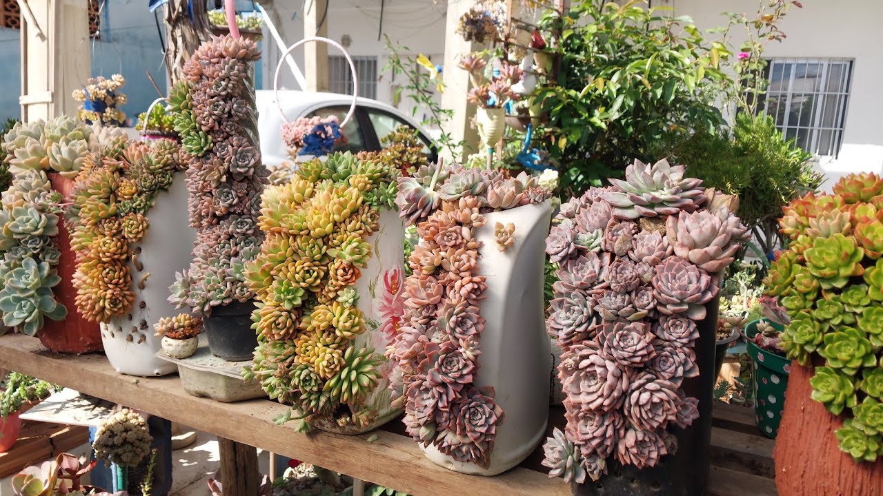 Apertei minhas suculentas e olha no que deu! 