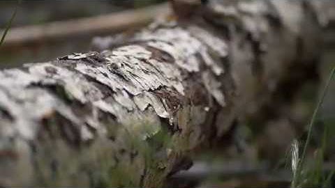 Boise River Trees B-Roll [Panasonic G9]