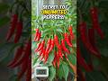 easy way to grow pipper at home #growth #ai #pipper#shorts