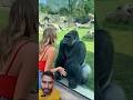 💔Bro Forgot He Was Married ... Jealous Wife Slaps Gorilla #shorts #funny