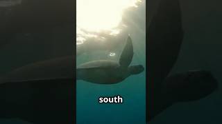 One Of The Best Diving Spots In The World.