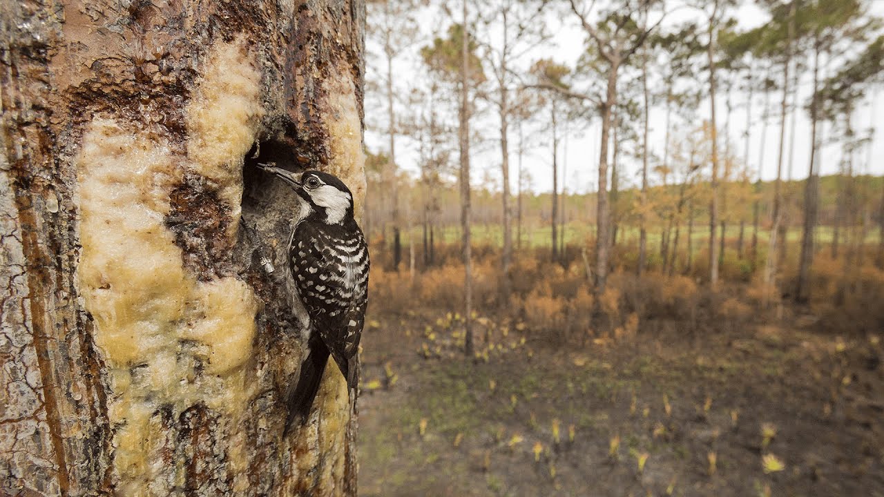 The Red-cockaded Woodpecker is No Longer Endangered