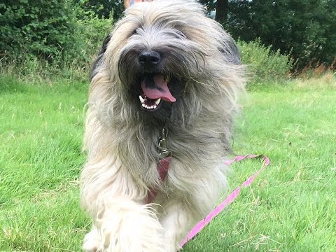 Darcy - Catalan Sheepdog - 2 Weeks Residential Dog Training