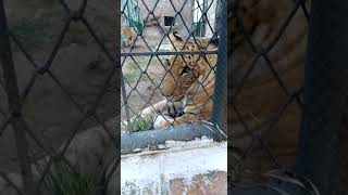 funny Entertainment video   tiger || kids at zoo||kids playing