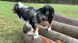 Australian Shepherd - Blowing In The Wind