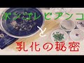 【ゆで論】ボンゴレビアンコと乳化の秘密#002