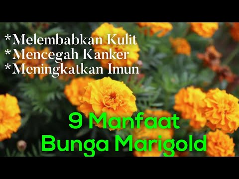 Video: Bunga marigold dari berbagai penyakit