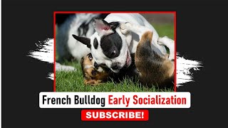 French Bulldog Early Socialization | Frenchies Hub
