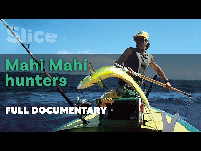 Mahi Mahi hunters I SLICE I Full documentary class=